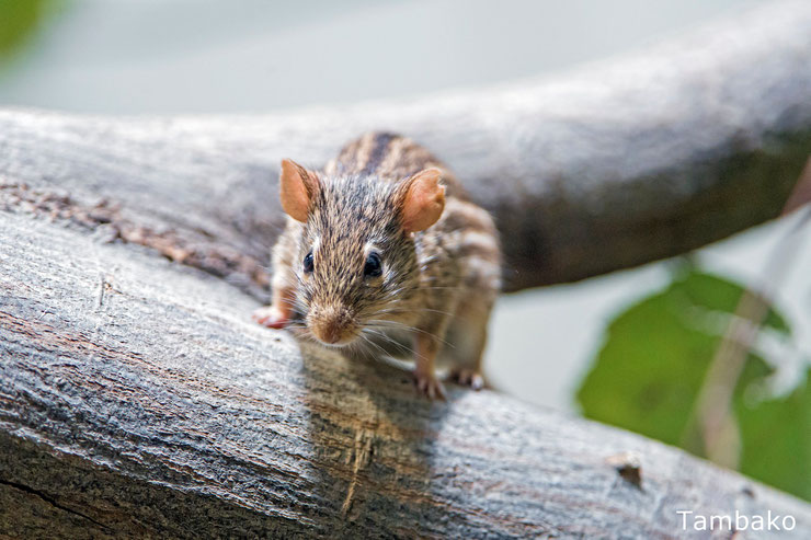 souris rayee d'afrique fiche animaux rongeur animal facts lemniscomys striatus typical striped grass mouse