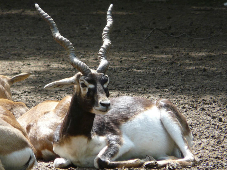 antilope cervicapre blackbuck fiche liste animaux de l'inde