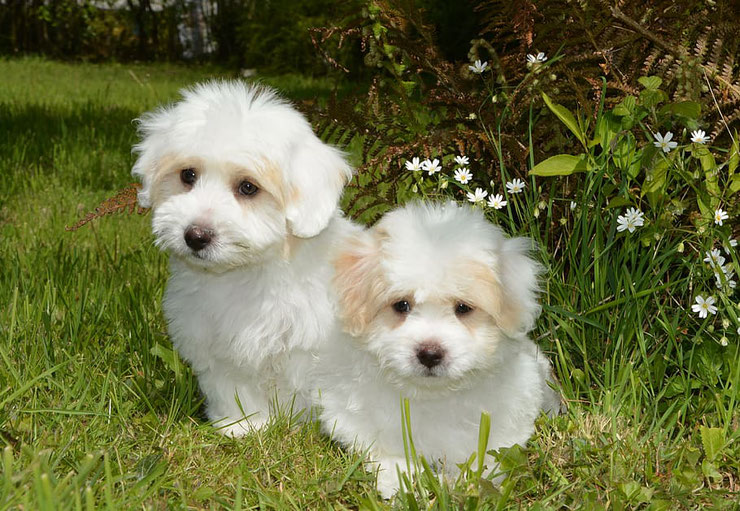 chiots coton de tulear comportement origine caractere sante