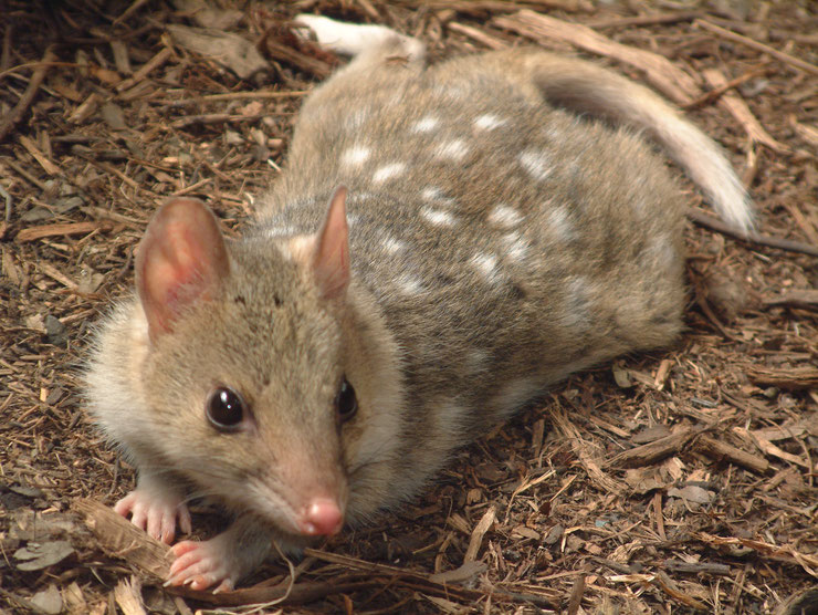 fiche animaux dasyure chat marsupial