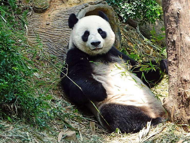 Liste des animaux du tibet panda geant