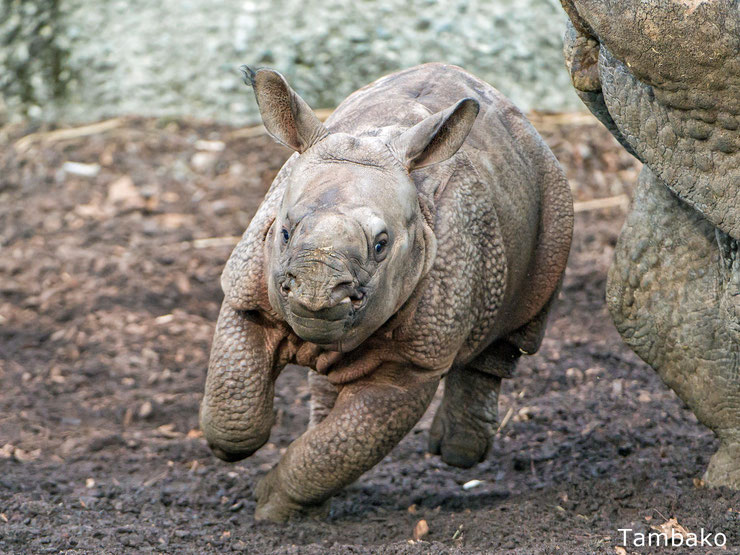 bébé rhinocéros indien animaux mignons cute animals indian rhinoceros