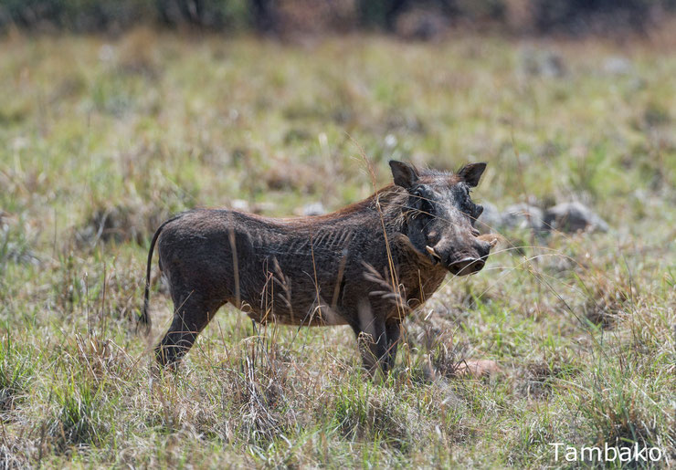 warthog phacochère animaux d'afrique