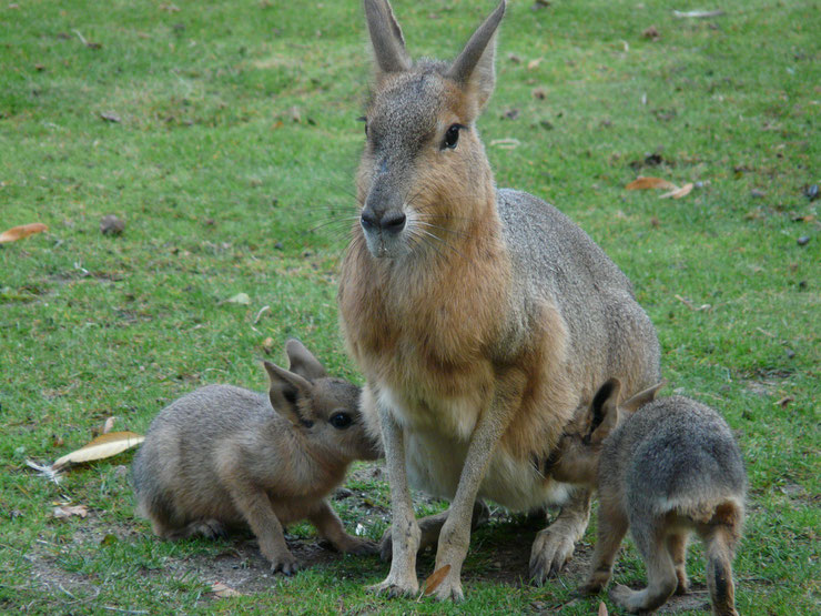 lievre de patagonie et ses petits bébés lapereaux