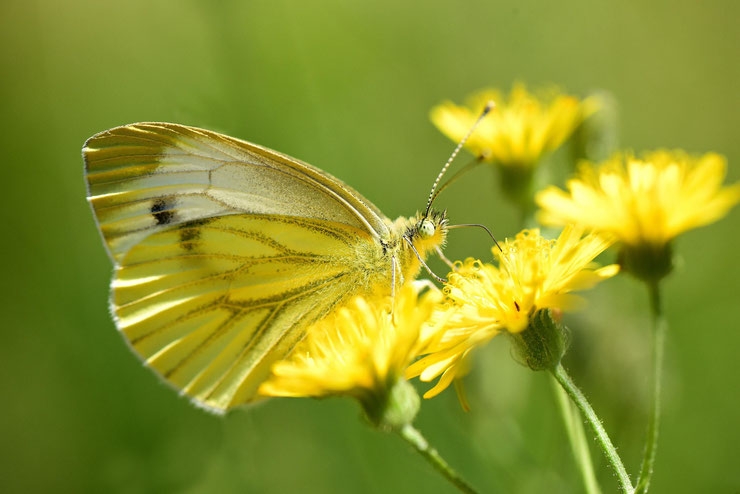 papillon piéride du choux sur pissenlit