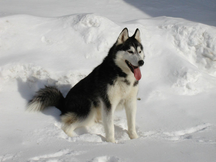 chien dans la neige siberian husky chien de traineaux