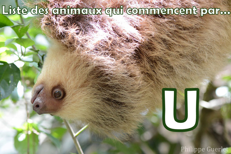 4 image 1 mot 6 lettre commence par g