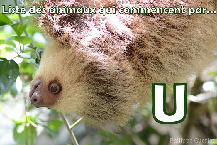 liste des animaux qui commencent par la lettre U