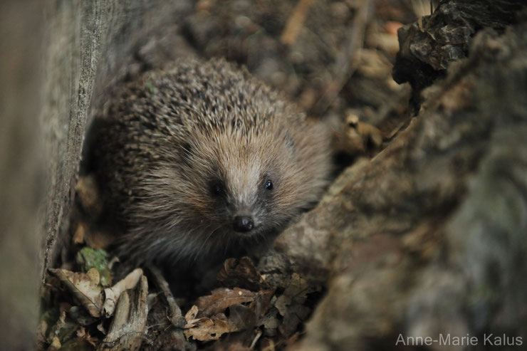 herisson ces animaux qui hibernent