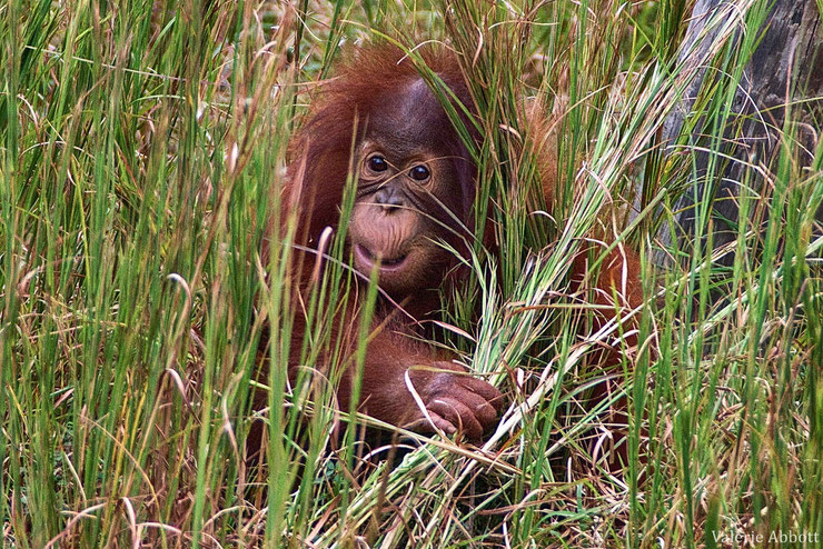 orang outan bebe animaux mignon cute animals baby orangutan monkey singe