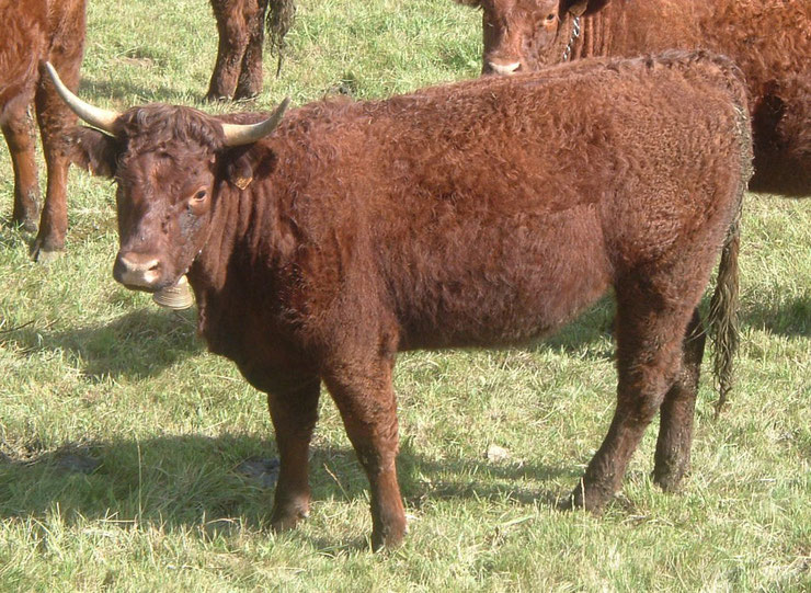 vache salers fiche animaux de la ferme