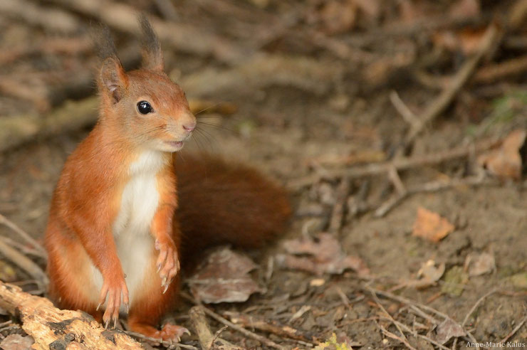ecureuil roux fiche animaux red squirrel fact