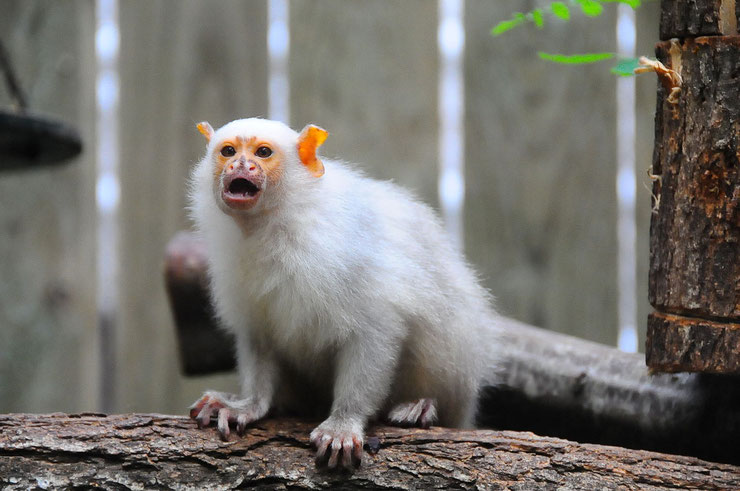 ouistiti argente fiche animaux singe