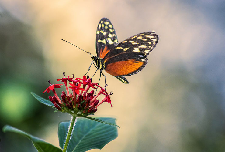 10 conseils pour attirer des papillons dans votre jardin