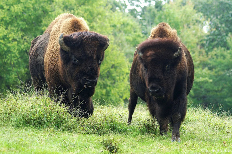 bison amerique du nord fiche animaux bovides animals fact north american