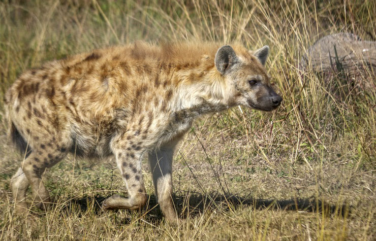 hyene tachetee fiche animaux afrique