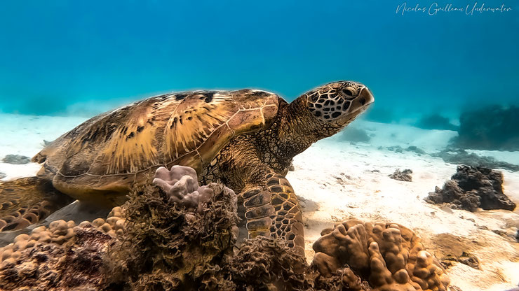 tortue verte au fond de l'ocean