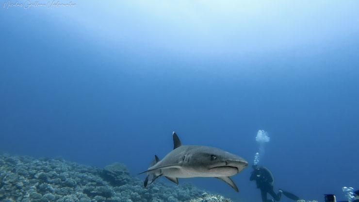 requin pointe blanche shark alimentation reproduction distribution predateur moorea