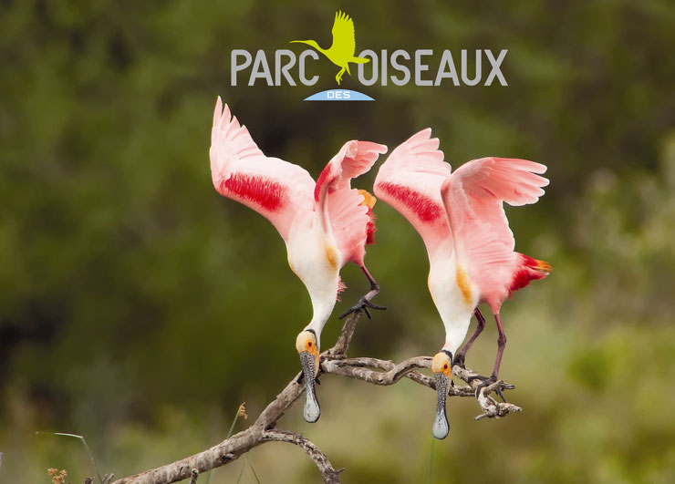 Le parc des oiseaux de Villars les Dombes, un monde haut en couleur, entre terre et ciel