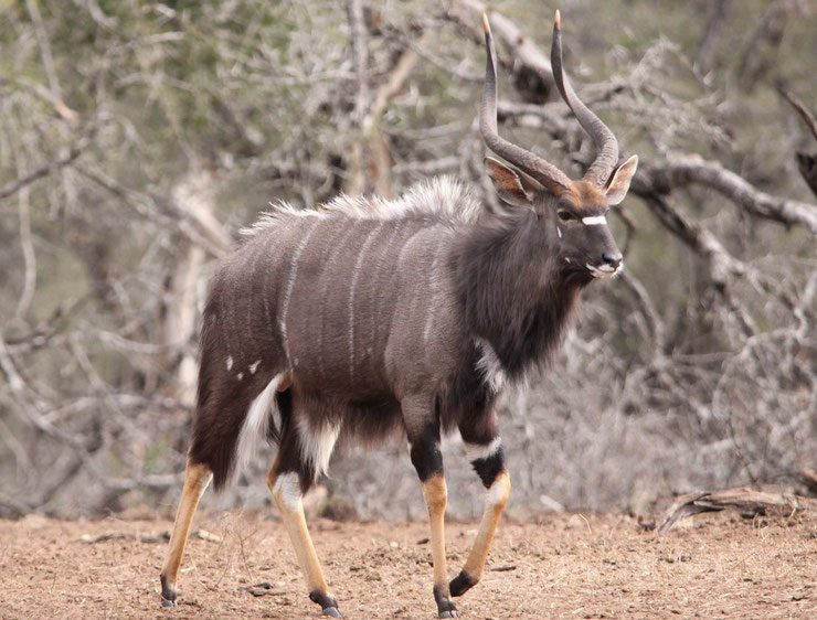 animaux a rayures nyala