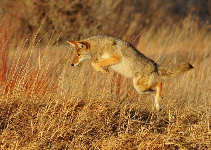 coyote en train de chasser fiche animaux canides poids taille habitat distribution longevite alimentation