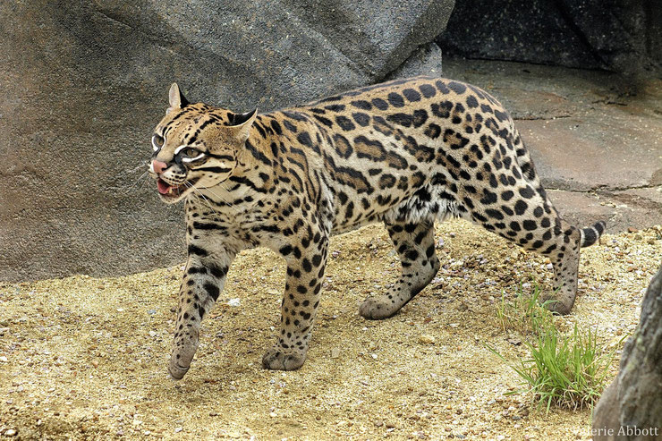 ocelot famille des felins