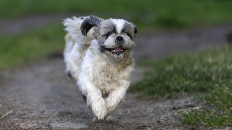 shih tzu courant caracteristique caractere sante