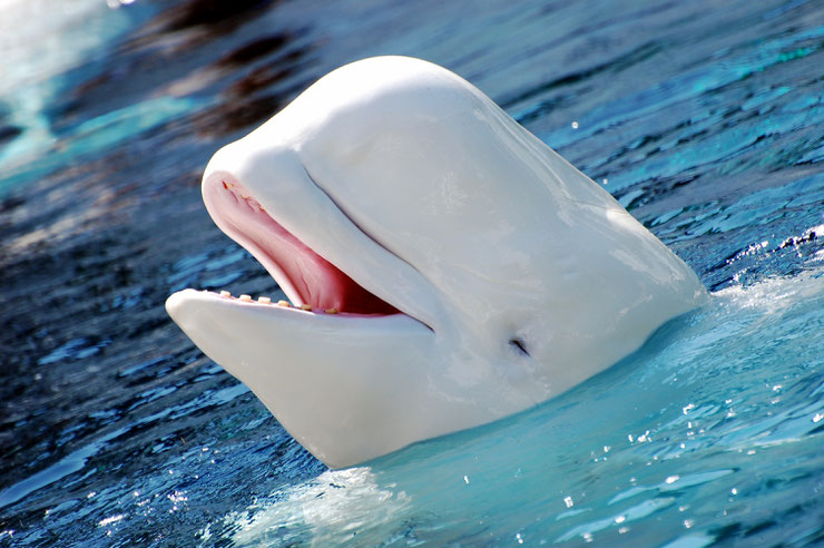 beluga fiche animaux marins