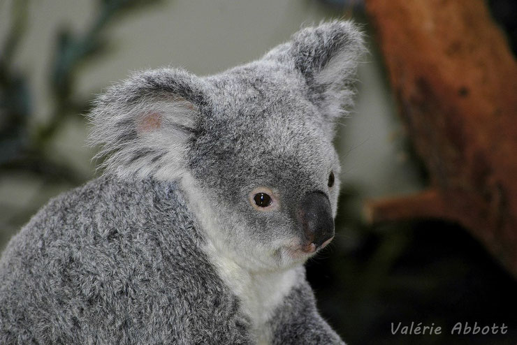 Koala animaux