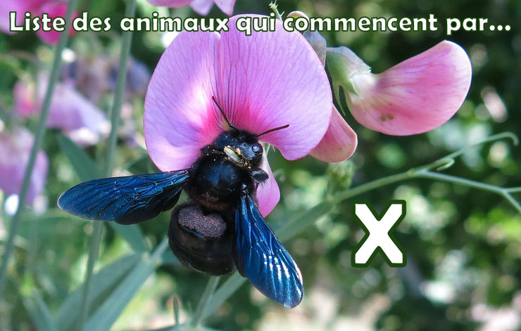 liste des animaux qui commencent par la lettre X