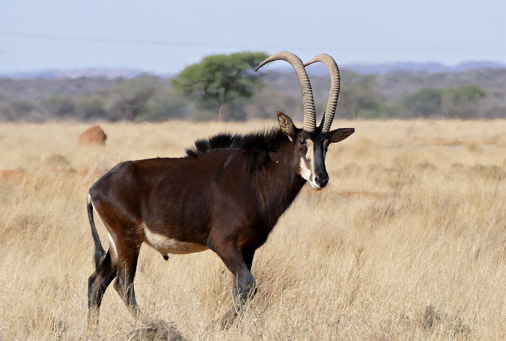 hippotrague noir fiche animaux afrique sable antelope animal facts