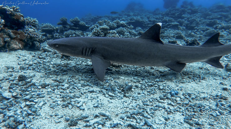 requin pointe blanche  fiche poissons mer alimentation taille poids comportement habitat