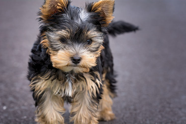 fiche chiens yorkshire terrier animaux fiches 