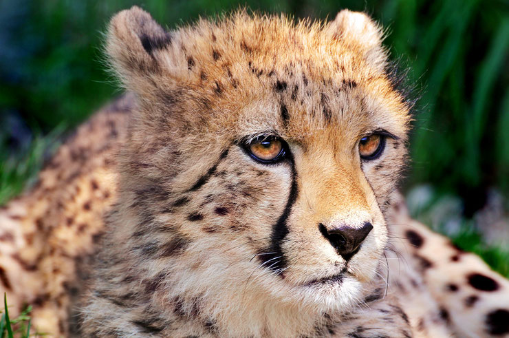 portrait guépard d'afrique