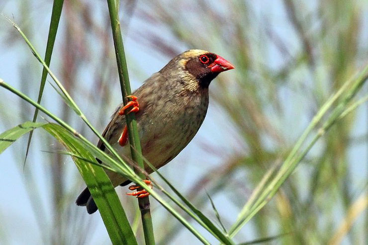 fiche animaux quéla a bec rouge travailleur tisserin afrique