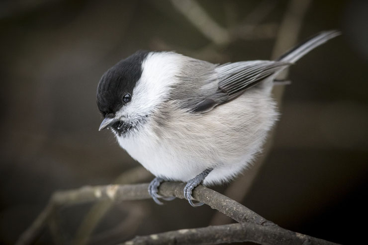 mésange boreale comportement taille poids répartition