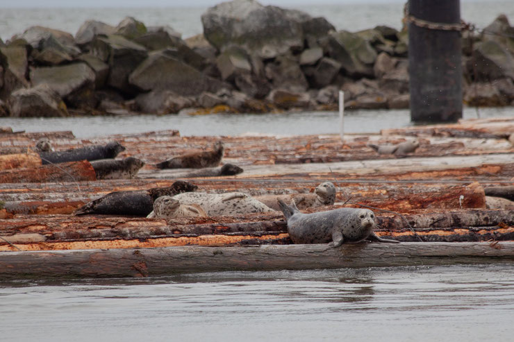 seals vancouver canada