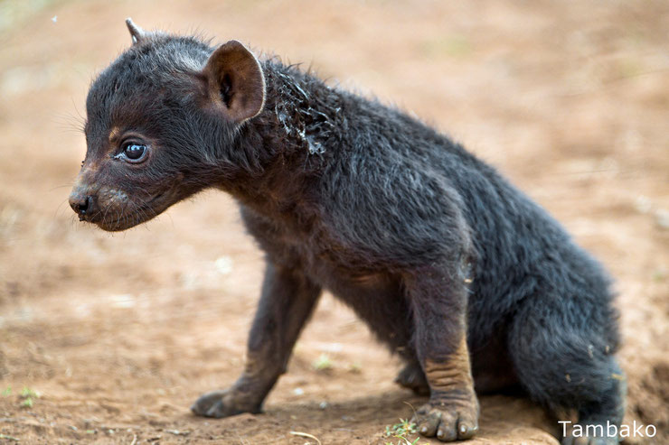 bebe hyene tachetee baby striped hyena animals cute mignon