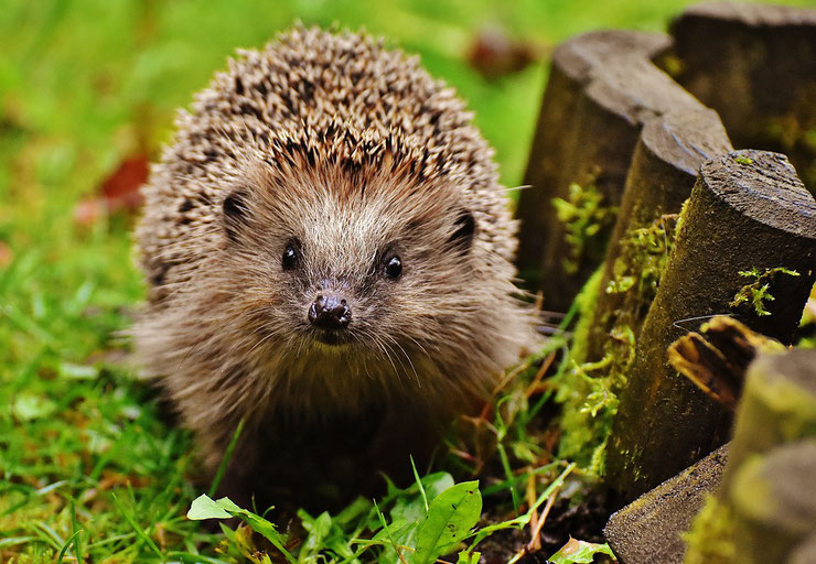 herisson d'europe fiche animaux de nos jardins