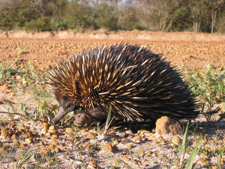 fiche animaux australie echidné mammifere piquant pond des oeufs