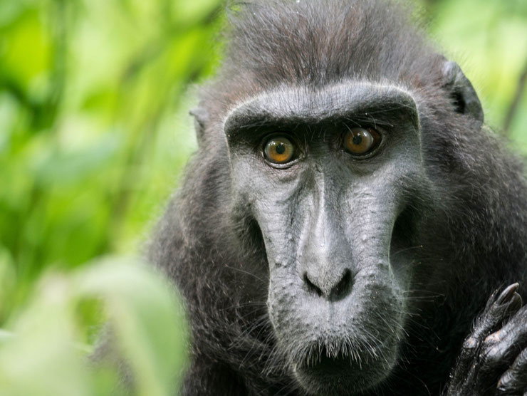 macaque de celebes à crête noire portrait alimentation predateur