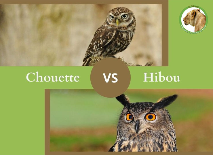 ne confondez plus chouette hibou