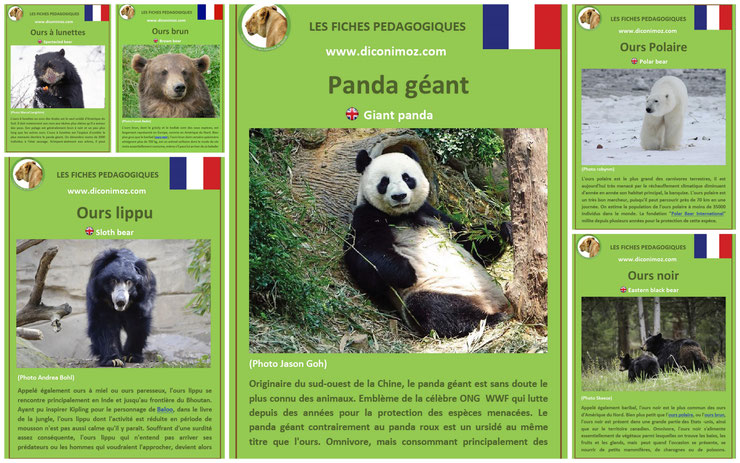 fiches animaux pdf ursides ours et panda à telechargez et a imprimer pour l'ecole ou la maison