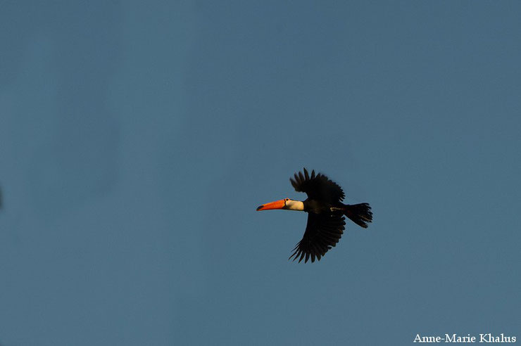 toucan toco en vol flight fiche animaux oiseaux 