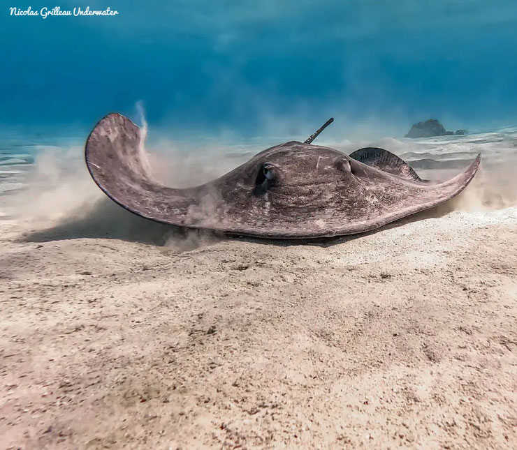 raie pastenague common stingray Dasyatis pastinaca