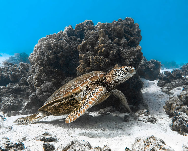 tortue verte recif coralien polynesie francaise