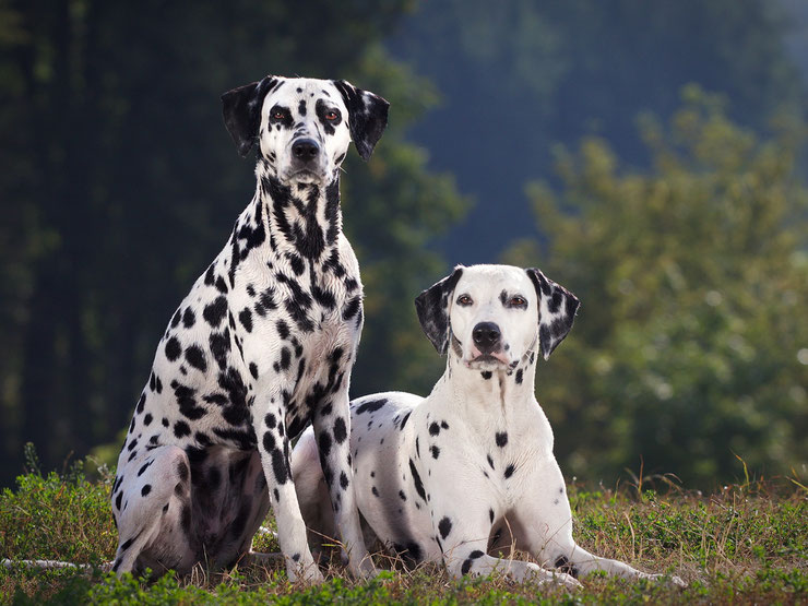 chien vedette de cinema 101 dalmatien cruella