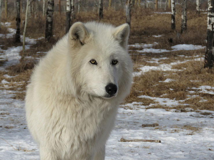 loup arctique fiche animaux