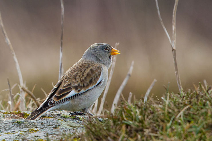 niverolle alpine  fiche animaux  taille poids alimentation reproduction 