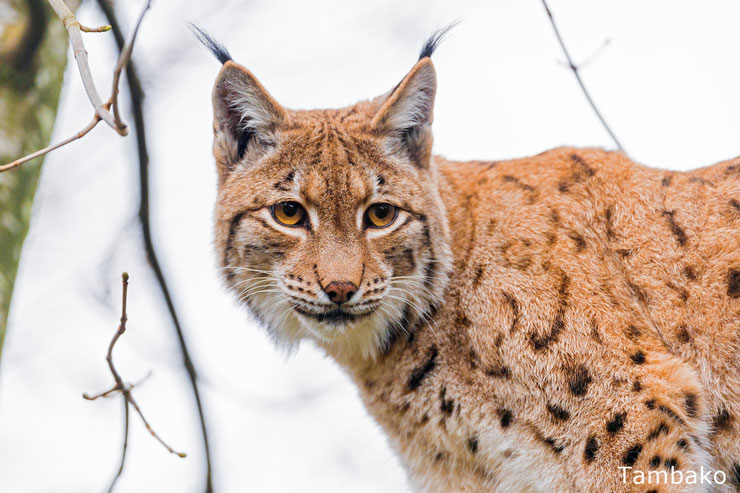 portrait de lynx boreal dans la neige